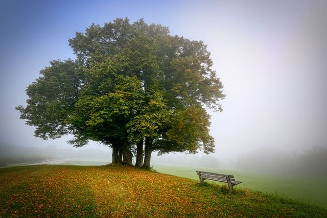 Il 21 novembre è la giornata dell'albero Il 21 novembre è la giornata dell'albero