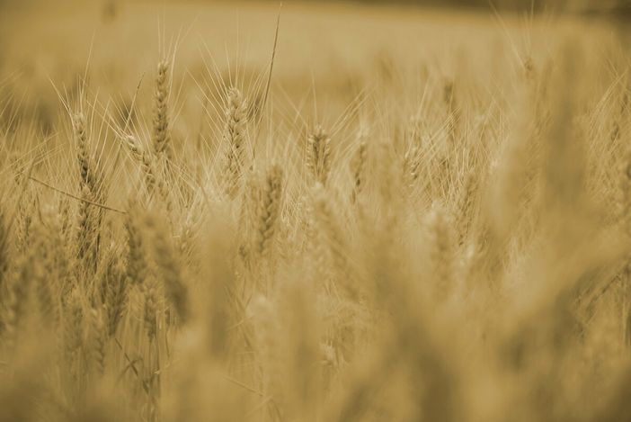 La Regione Piemonte vince il premio nazionale “RuralCiak” 2026 per il miglior video educational sullo sviluppo rurale (foto di repertorio)