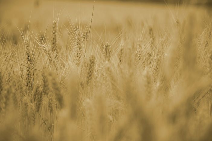 Agricoltori, Bongioanni: “Stanziati oltre 2 milioni per formazione e aggiornamento professionale” Agricoltori, Bongioanni: “Stanziati oltre 2 milioni per formazione e aggiornamento professionale”