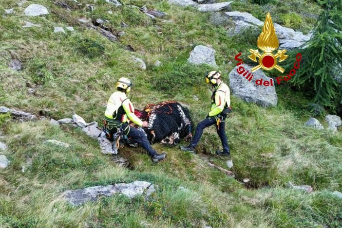 Alagna: bovino ferito in alpeggio, intervengono i Vigili del Fuoco con l'elicottero FOTO