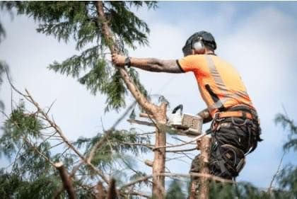 Romagnano Sesia, domenica 11 gennaio lavori di potatura: divieti di transito e modifiche alla viabilità