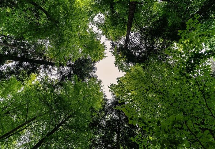 Nella "banca del dna" delle foreste piemontesi, ecco i semi che resisteranno al cambiamento climatico (foto di repertorio)
