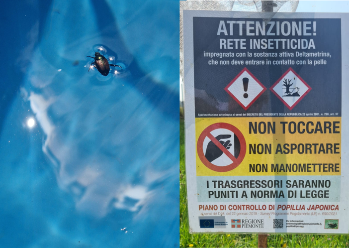 Popillia japonica al via il piano di azione 2025 per contenerne la diffusione Popillia japonica al via il piano di azione 2025 per contenerne la diffusione