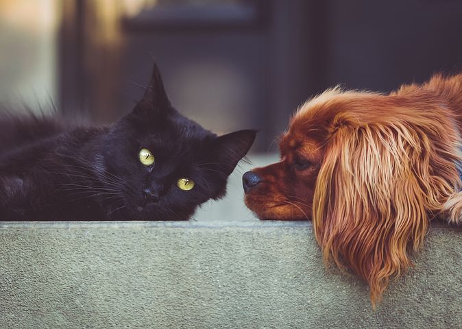 Estate con gli animali: come proteggerli dal caldo e vivere le vacanze in sicurezza