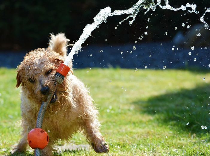 Animali da compagnia, estate: attenzione al caldo