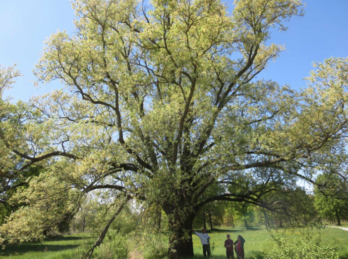 Nel vercellese 9 alberi monumentali: ecco dove si trovano