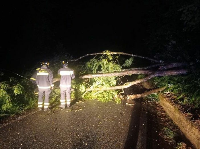 Valdilana, pianta sulla strada a Trivero: in azione i Vigili del Fuoco in piena notte (foto di repertorio) Valdilana, pianta sulla strada a Trivero: in azione i Vigili del Fuoco in piena notte (foto di repertorio)