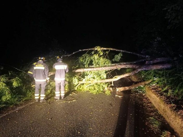 Pianta sulla strada tra Coggiola e Portula (foto di repertorio) Pianta sulla strada tra Coggiola e Portula (foto di repertorio)