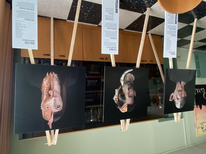 Al Liceo Ferrari di Borgosesia la mostra fotografica Speculare Al Liceo Ferrari di Borgosesia la mostra fotografica Speculare