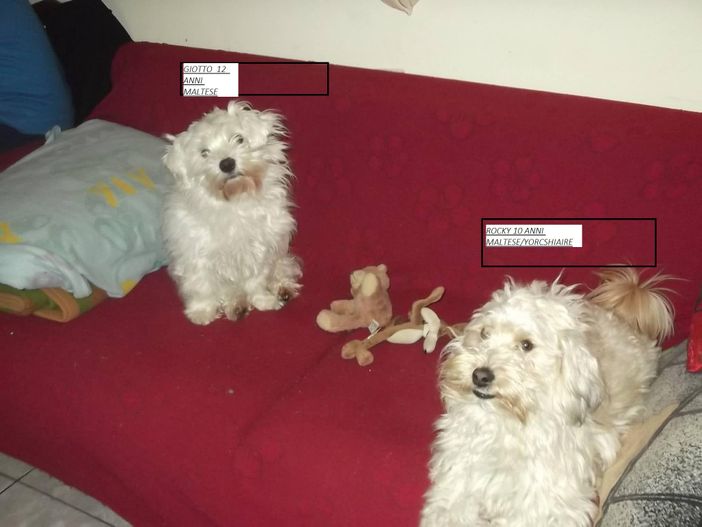 Crevacuore: appello per adottare due cagnolini Crevacuore: appello per adottare due cagnolini
