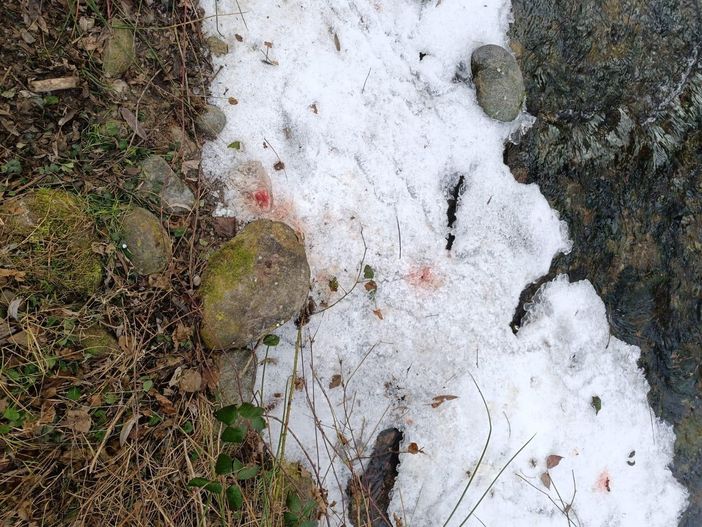 Carcasse di animali abbandonate nei boschi vicino a un ruscello: denuncia del Comitato SalvAmbiente - foto di Comitato SalvAmbiente Gattinara Carcasse di animali abbandonate nei boschi vicino a un ruscello: denuncia del Comitato SalvAmbiente - foto di Comitato SalvAmbiente Gattinara