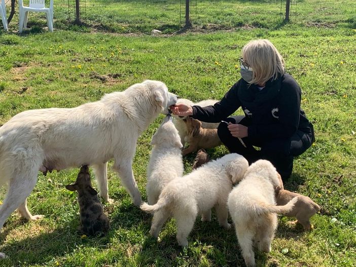 Borgosesia: Visita al canile di “4Zampe nel Cuore”