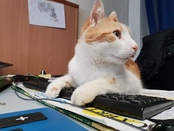 Oggi è la Festa Nazionale del Gatto e con loro anche del direttore generale di Valsesianotizie