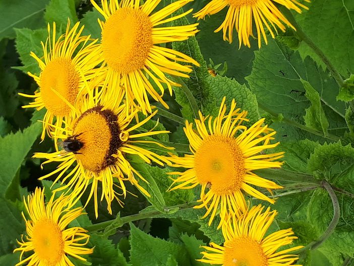 Giardino Botanico del Parco Alta Valsesia in Comune di Alagna, la magia della natura nell'area Monterosa