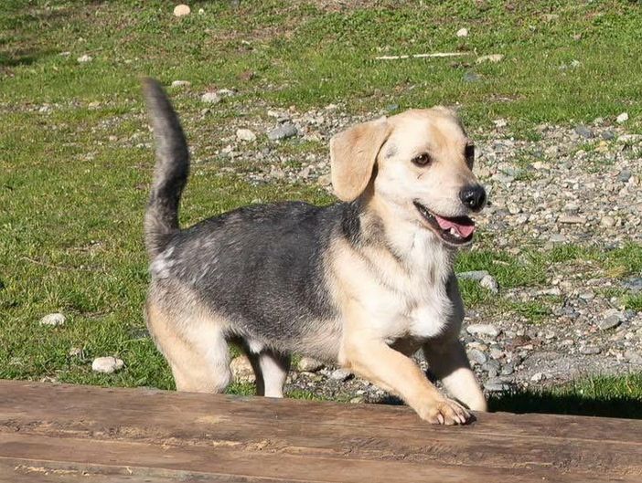 Ci sono tanti cani ma ci sono anche io Rocky! mi porti a casa con te?