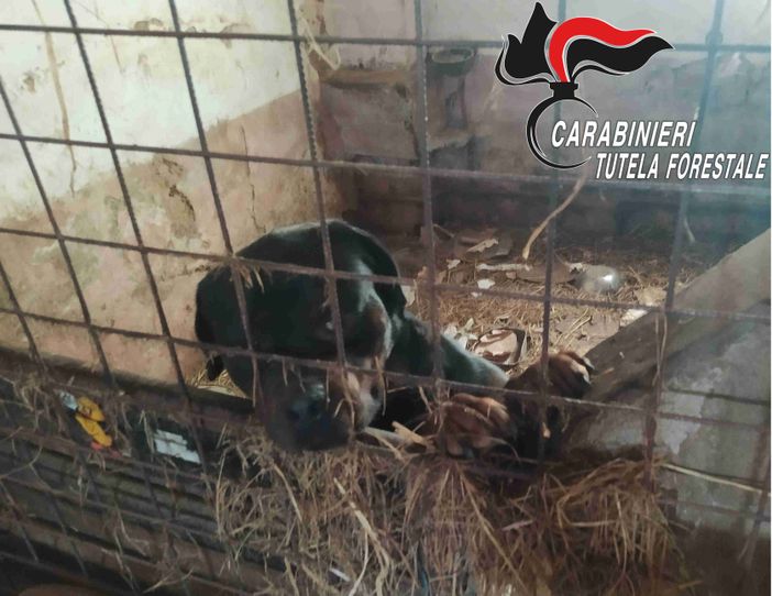 Sporchi, al buio e denutriti: 16 cani salvati dai carabinieri