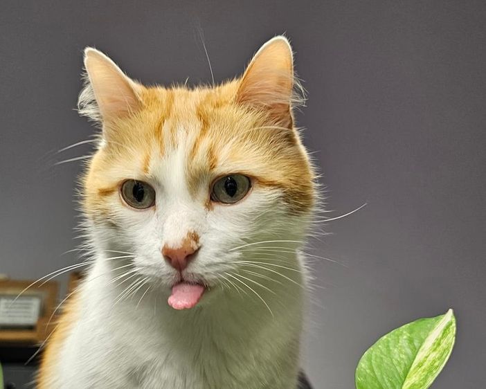 8 agosto, oggi è la Giornata mondiale del gatto! Miao!!!!! qualche curiosità..... 8 agosto, oggi è la Giornata mondiale del gatto! Miao!!!!! qualche curiosità.....