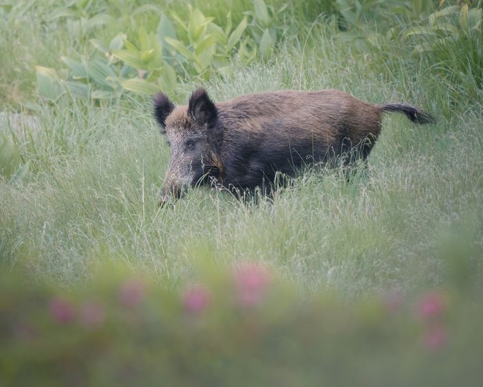 Cinghiali: No a iniziative autonome. Solo la Provincia può intervenire