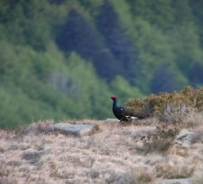 Valsesia, tre nuovi studi sullo stato della fauna nelle aree protette