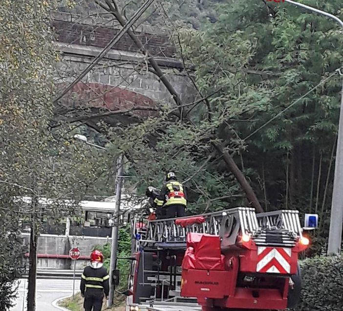 Borgosesia: alberi in bilico sopra la strada, intervenuti i Vigili del Fuoco