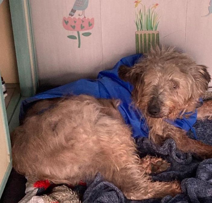 Le video-adozioni di Valsesianotizie.it: per i pelosi de Il Giardino di Quark, oggi c'è John