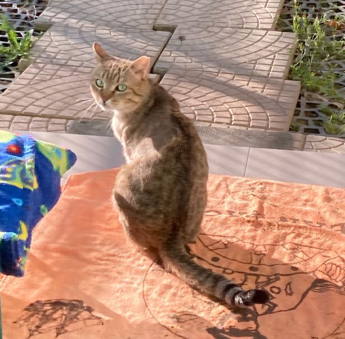 Per le video-adozioni di Valsesianotizie.it, ecco Nunzio, de Il Giardino di Quark Per le video-adozioni di Valsesianotizie.it, ecco Nunzio, de Il Giardino di Quark