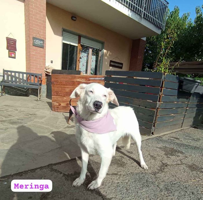 Meringa, dolce cagnetta sorda cerca casa