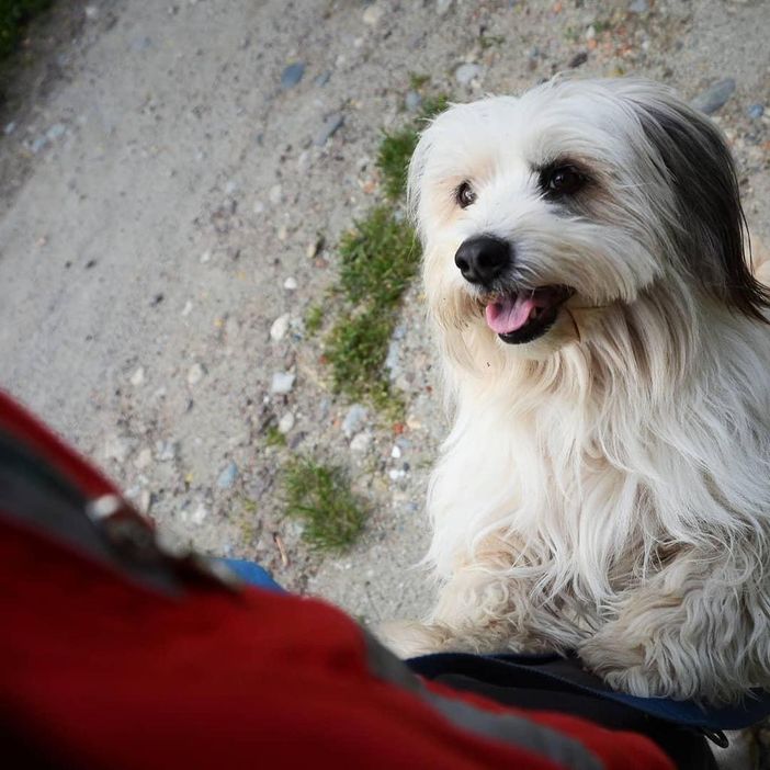 Borgosesia: Dogsitter per malati di covid, progetto operativo