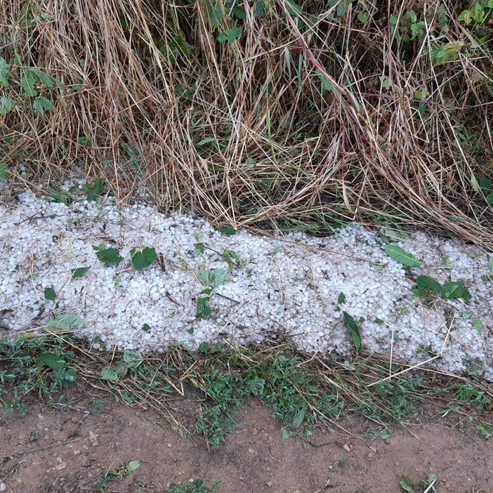 Gattinara: Pochi minuti di grandine hanno distrutto un anno di lavoro Gattinara: Pochi minuti di grandine hanno distrutto un anno di lavoro