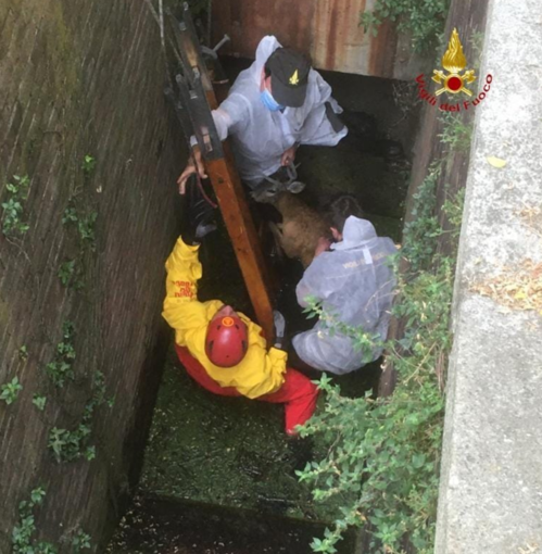 La corsa del capriolo, salvato dai Vigili del Fuoco - VIDEO