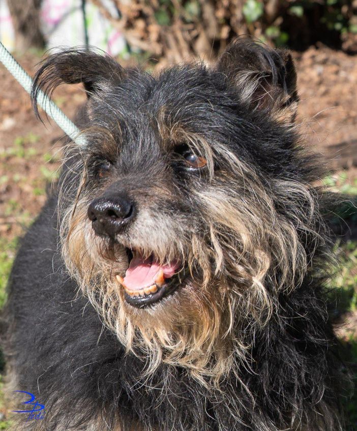 Tommy ne ha passate tante....aiutiamolo a trovare la famiglia giusta! Tommy ne ha passate tante....aiutiamolo a trovare la famiglia giusta!
