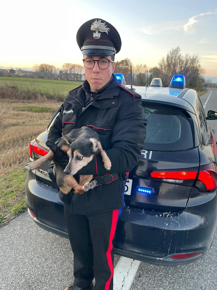 La fuga di un cagnolino finisce bene; I Carabinieri lo trovano e lo riconsegnano alla proprietaria