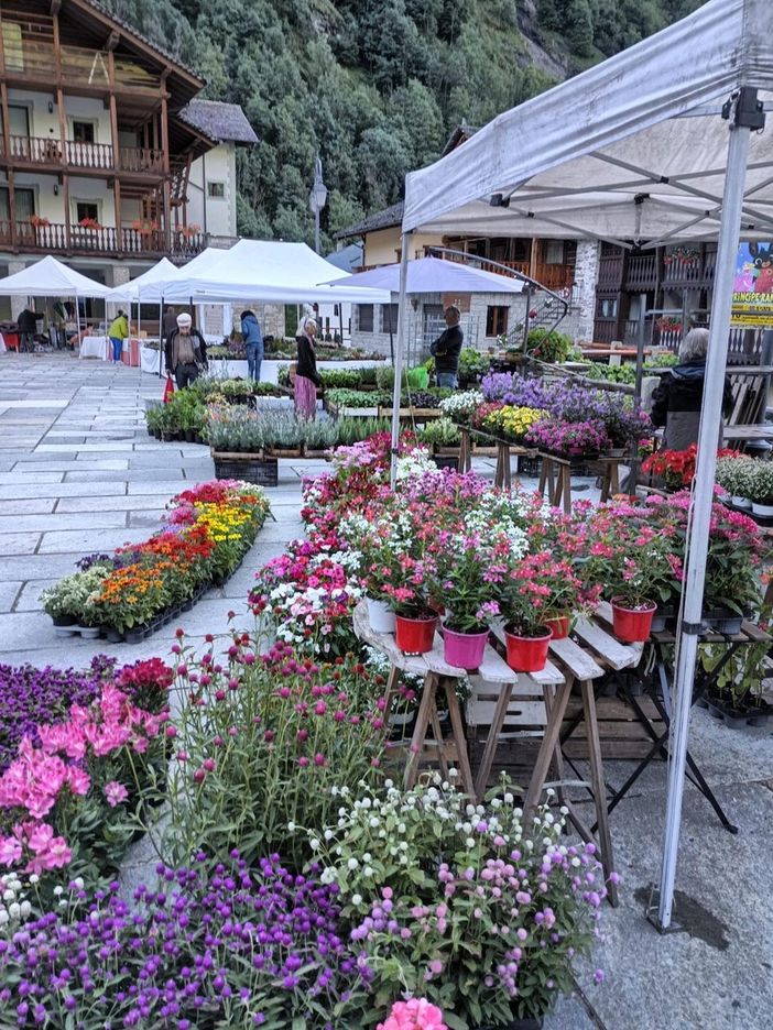 Achillea Ewulebi 2025: natura, arte e tradizione tra le montagne di Alagna FOTO