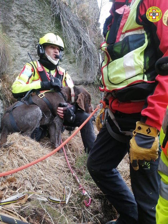 Cane bloccato su una cengia al Mottarone da due giorni. Salvato dal Soccorso Alpino e Vigili del Fuoco