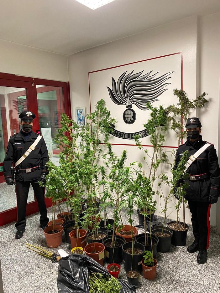 Coltivava piante di marijuana in casa. Arrestato 27enne di Ronsecco