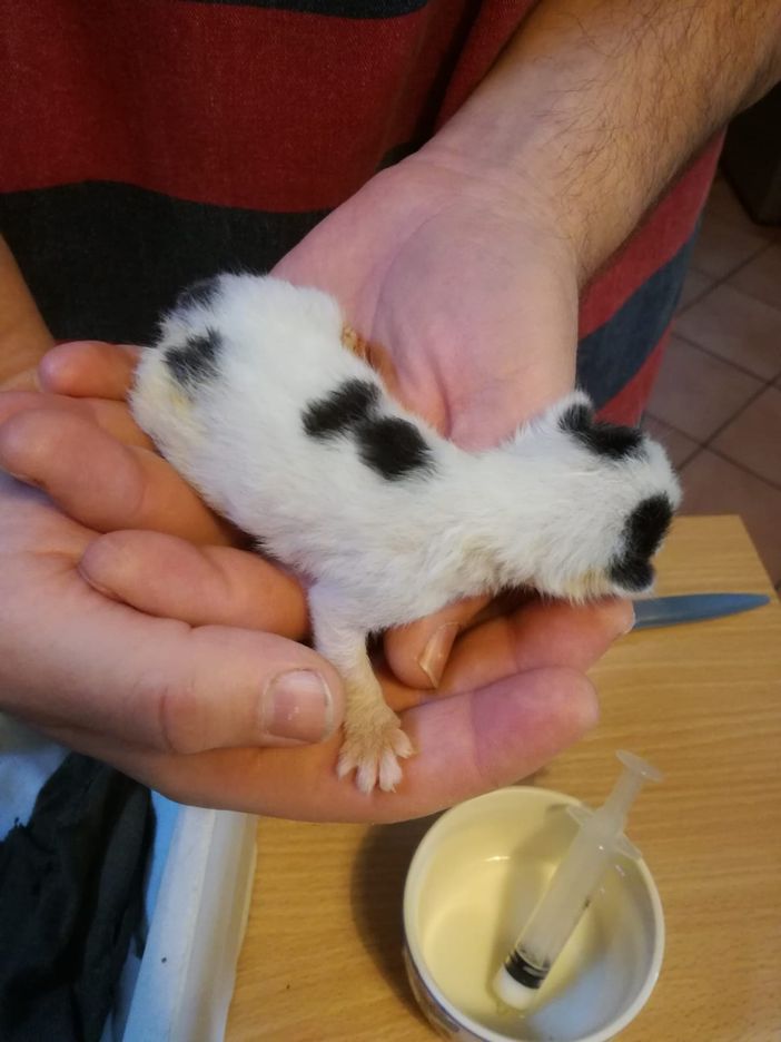 Aggiornamento - Anche il secondo gattino non ce l'ha fatta