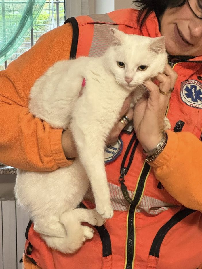 Agnona, “Titina” cerca casa: una gattina di un anno pronta per un’adozione responsabile