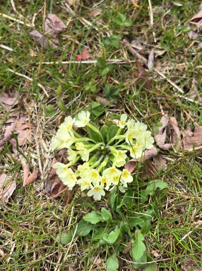 Gattinara, volontari in azione contro l’abbandono dei rifiuti: pulizie in più zone e appello per la Giornata ecologica del 28 marzo
