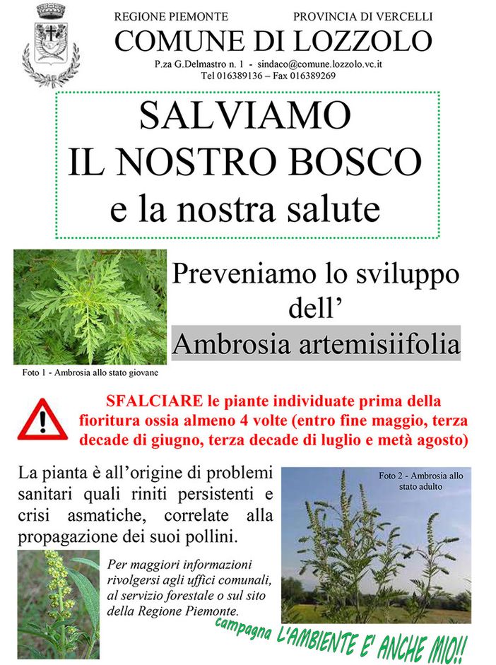 Lozzolo: Comunicato sulla prevenzione di allergopatie derivanti da Ambrosia artemisiifolia Lozzolo: Comunicato sulla prevenzione di allergopatie derivanti da Ambrosia artemisiifolia