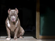 Dal Nord-ovest: aggredito da un pitbull mentre si allena: grave un 36enne di Cuneo - Foto di repertorio.