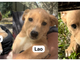 Cuccioli in cerca di casa: Leo, Lao e Minnie