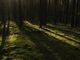 Giornata internazionale delle foreste, dalla tutela del clima ai tartufi: i boschi del Piemonte al centro delle politiche della Regione (foto di repertorio)