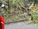 Alberi a terra in Valsessera, palo pericolante a Occhieppo: mattinata di interventi per i Vigili del Fuoco (foto di repertorio)