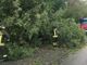 Crolla albero sulla strada, a Valdilana arrivano i Vigili del Fuoco (foto di repertorio)
