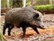 Peste Suina Africana, ammessa la caccia al cinghiale nelle province di Novara, Vercelli, Torino e Biella