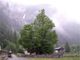 Giornata nazionale degli alberi: il Piemonte amplia il numero delle piante monumentali