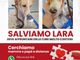 Lara, cucciola malata e coraggiosa: aiutala a vincere la sua battaglia per la vita