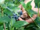 Dalla terra al consumatore: la filiera corta di Joinfruit Dalla terra al consumatore: la filiera corta di Joinfruit