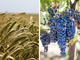 Produzioni agroalimentari e vitivinicole: nuovo bando della Regione Piemonte.