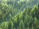 Festa dell’Albero 2019: piantumazioni contro l’emergenza climatica